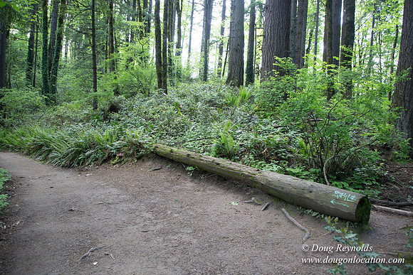 Wild Wood Upper Trail