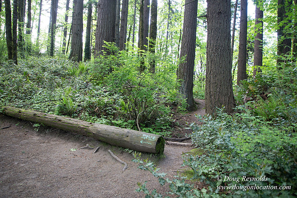 Wild Wood Upper Trail