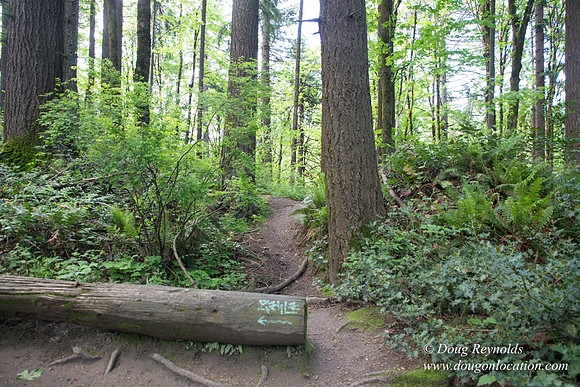 Wild Wood Upper Trail