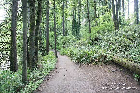 Wild Wood Upper Trail