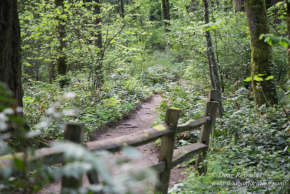 Wild Wood Upper Trail