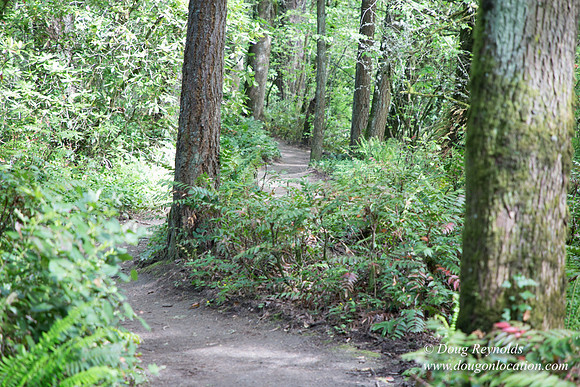 Wild Wood Upper Trail
