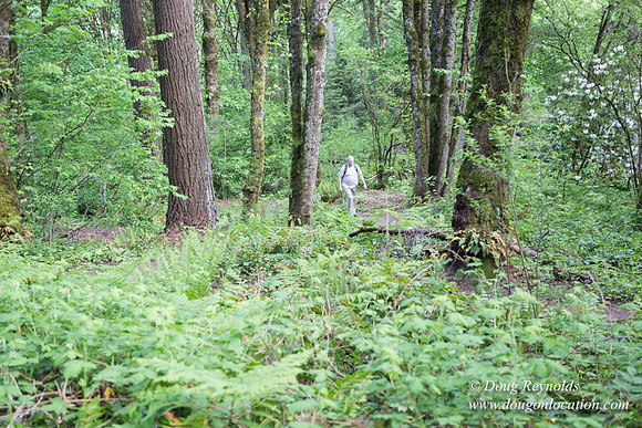 Wild Wood Upper Trail