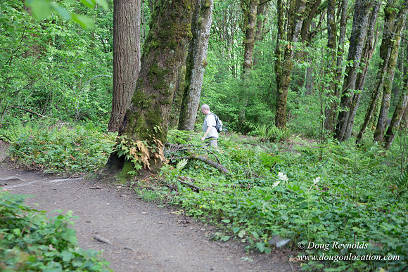 Wild Wood Upper Trail