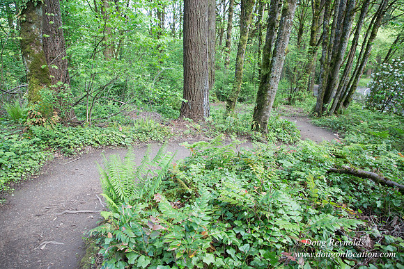 Wild Wood Upper Trail