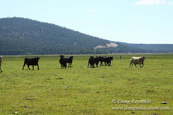 2500 Acres of green fields Creeks water crossing Bridges on a Large Lake and miles of Dirt roads Oak trees Forest land ATV Trails cows