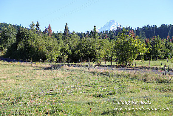 Neil Creek Horses-8563