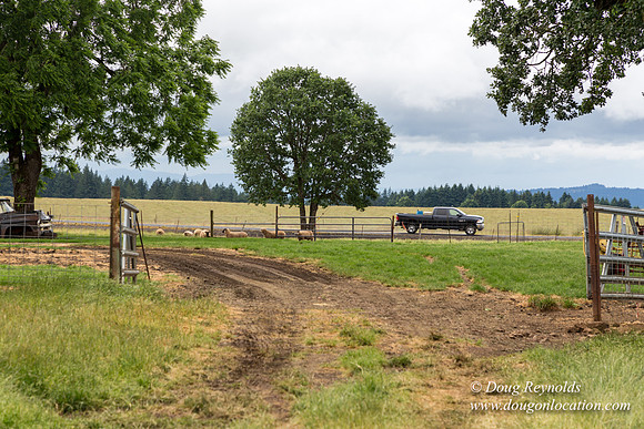 Gens Farm-4578