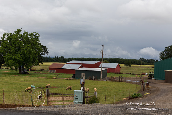 Gens Farm-4604