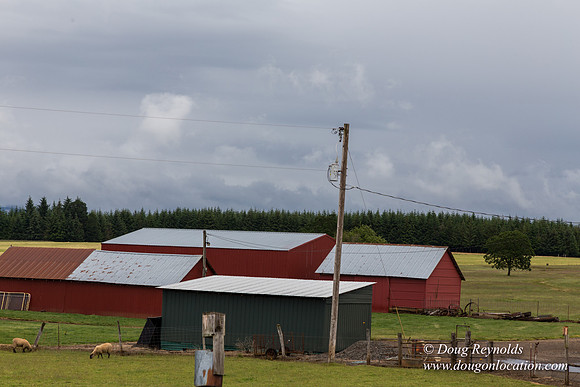 Gens Farm-4605