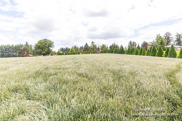 D & D Grass Seed
