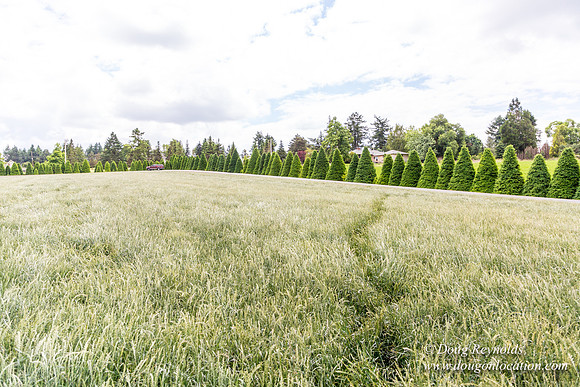 D & D Grass Seed
