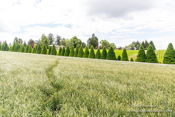 D & D Grass Seed
