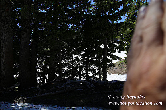 Medow's Snow-5680