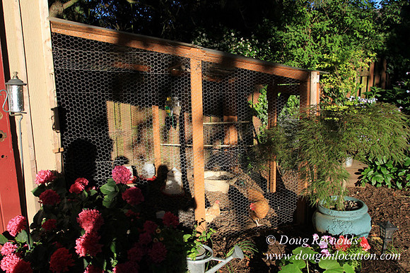 Home" Bungalow, Bee's Back yard Chickens, Small,