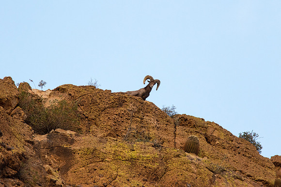 desert bighorn sheep on CLiff