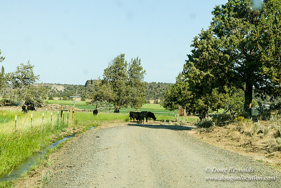 Ranch 8