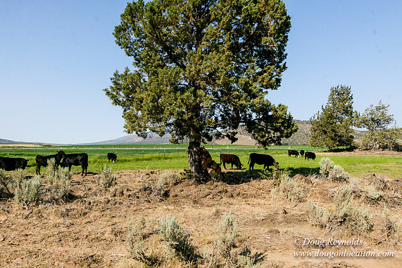 Ranch 8