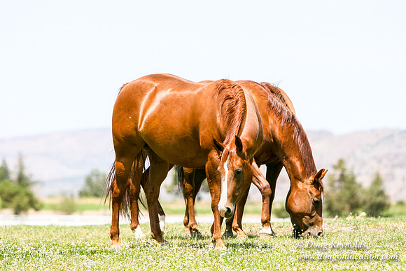 Ranch 23