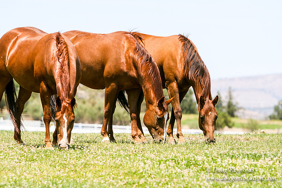 Ranch 23