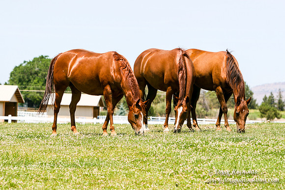 Ranch 23