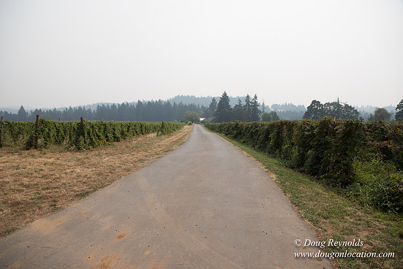 Malafy's Driveway