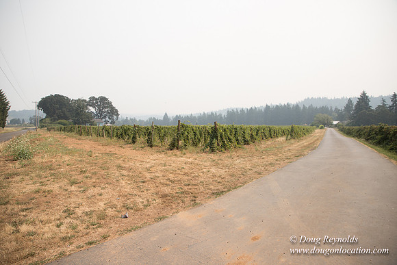 Malafy's Driveway