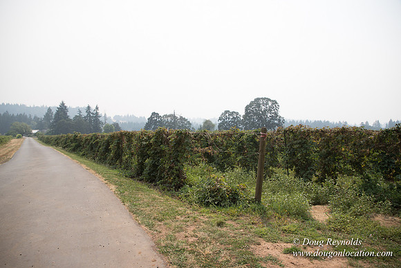 Malafy's Driveway