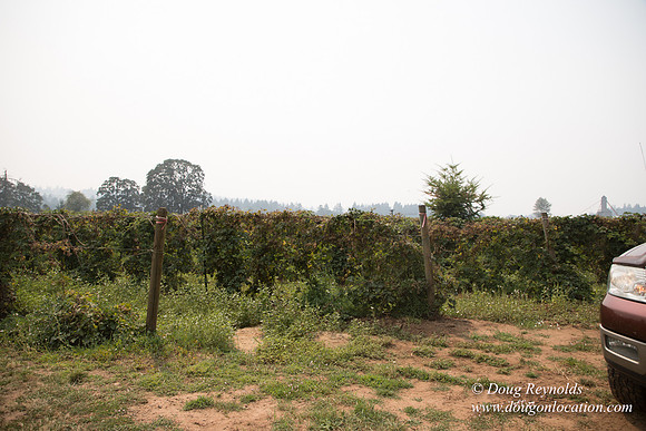 Malafy's Driveway