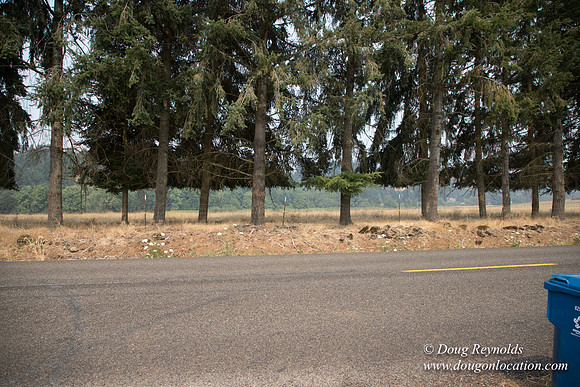 Malafy's Driveway