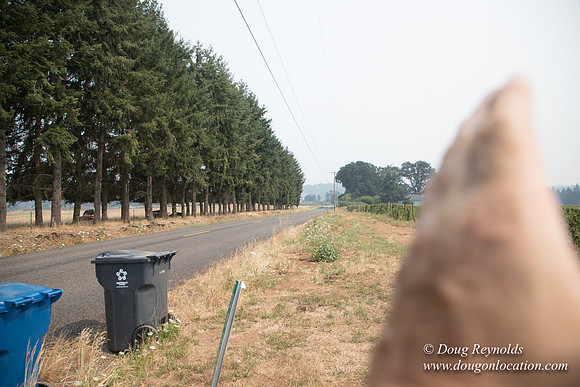 Malafy's Driveway