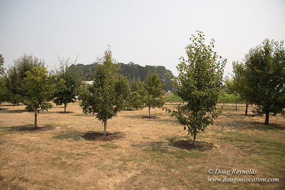 Mary's Driveway