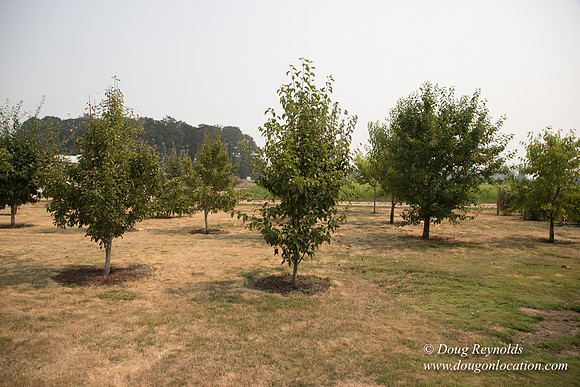 Mary's Driveway