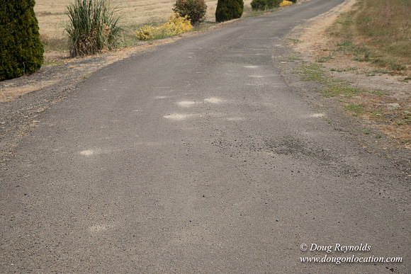 Neal's Driveway