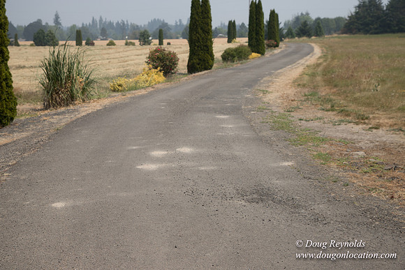 Neal's Driveway