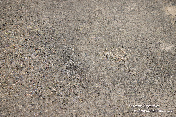 Neal's Driveway