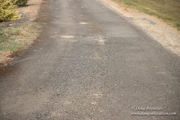 Neal's Driveway