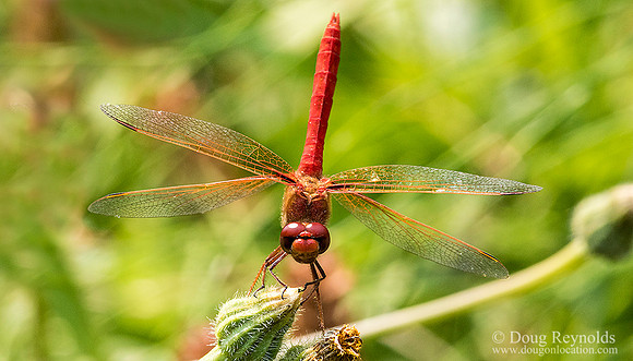 Dragonfly Red-