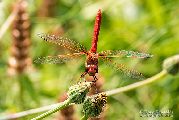 Dragonfly Red-