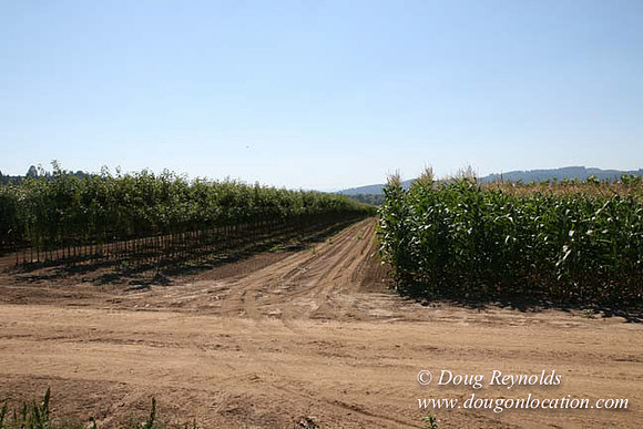 Farm 4 has Barns Shops they grow Wheat and Corn.  in the Portland Zone