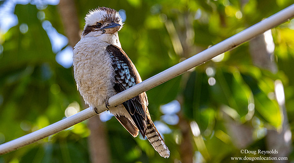Kookaburra