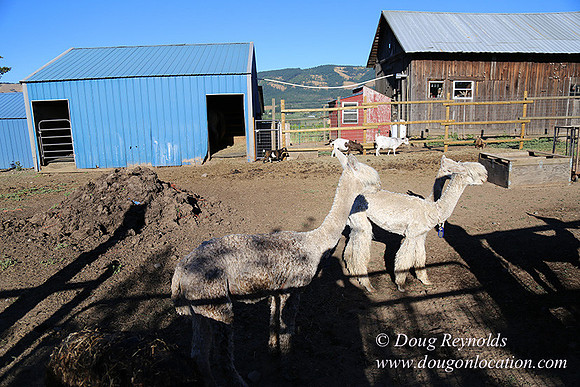 Patricks Farm Well maintained property, Lots of flowers Old Barn Farm House fruit trees Berries, Goats, Chicken’s, Turkey,