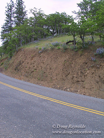 WA Canyon Rd- 7391