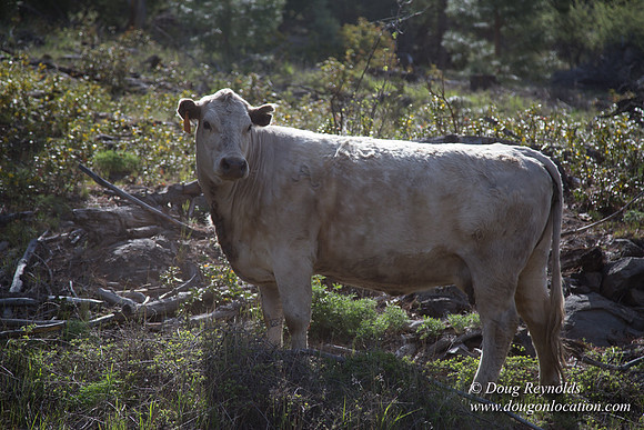 Ranch 18