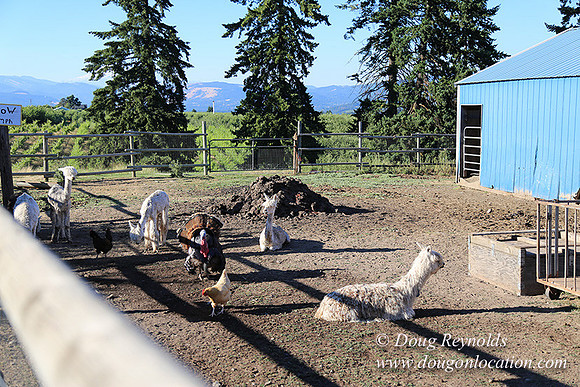 Patricks Farm Well maintained property, Lots of flowers Old Barn Farm House fruit trees Berries, Goats, Chicken’s, Turkey,