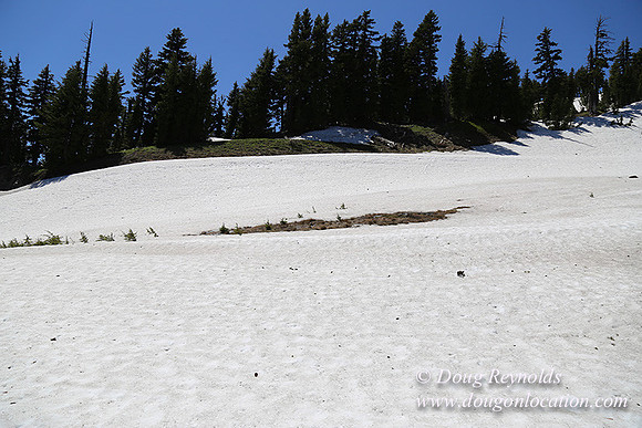Medow's Snow-5728