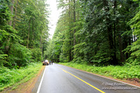 Larch Mt Rd