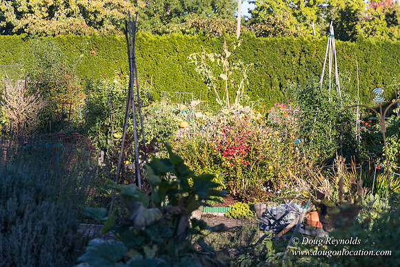Beaverton C Garden-3949
