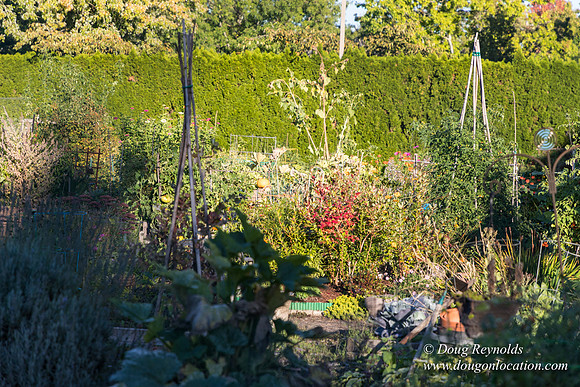Beaverton C Garden-3950
