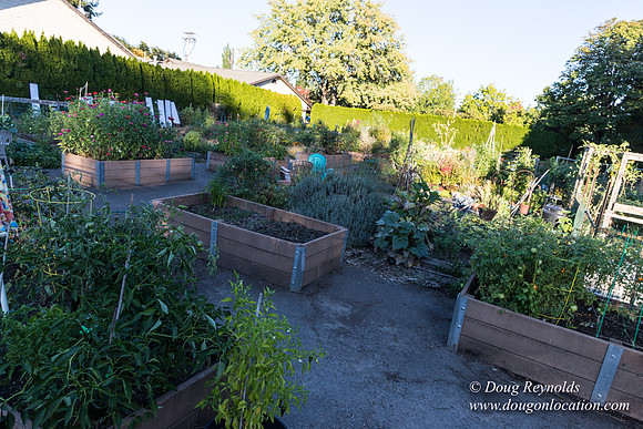 Beaverton C Garden-3954